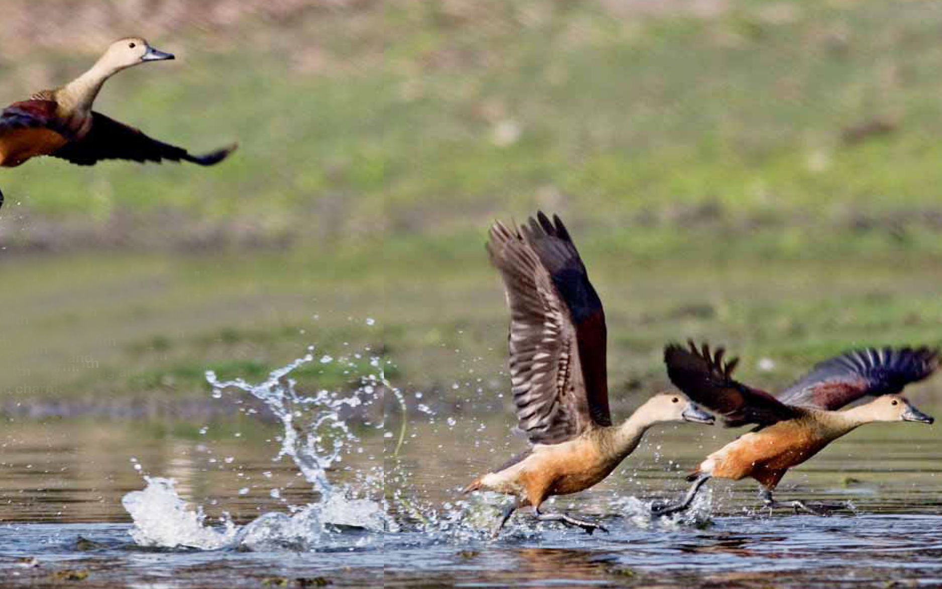 Rasikbil: The dying wetland